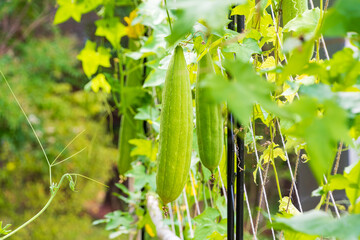朝露に輝く緑色のヘチマの実とツル
