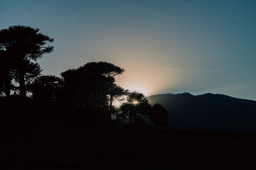 A serene moonrise over the Andes mountains, with silhouetted Araucaria trees in Patagonia at sunset. A peaceful, natural landscape with twilight colors and quiet beauty. © Guadalupe