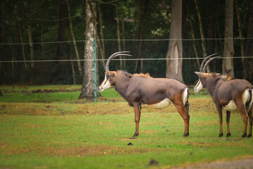 The Hippotragus niger in enclosure on safari. Free-roaming animals in the safari park.	