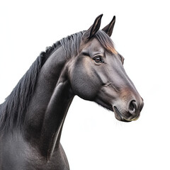 black horse portrait