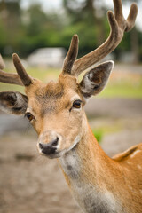 The fallow deer walking around its enclosure on safari. Free-roaming animals in the safari park.	
