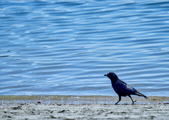 Crows walking along the coast