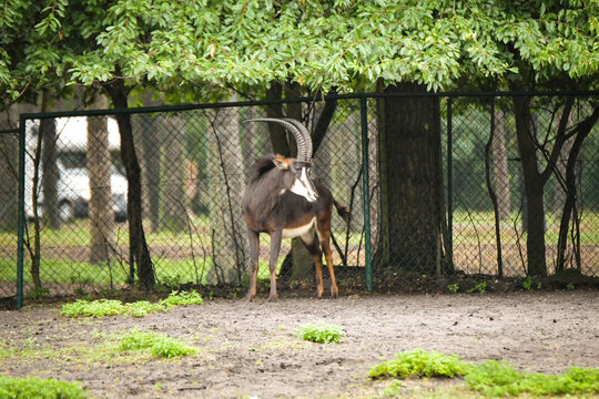 The Hippotragus niger in enclosure on safari. Free-roaming animals in the safari park.	