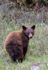Black Bear Cub in Springtime in Yellowstone National Park Wyoming