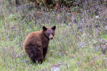 Black Bear Cub in Springtime in Yellowstone National Park Wyoming