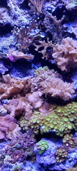 colorful corals in a salt water aquarium