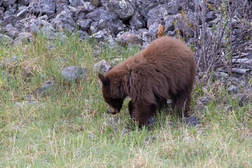 Black Bear Cub in Springtime in Yellowstone National Park Wyoming