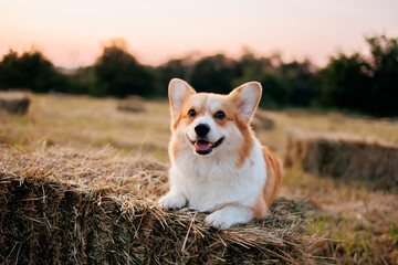 Red and white smiling welsh corgi pembroke having a rest on a haystack
