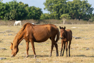 Fototapeta premium East sumba, Indonesia – 06. 08. 2025 – The legs of Sumba's Sandalwood Horses are strong from habitually walking and grazing across the rocky savannas