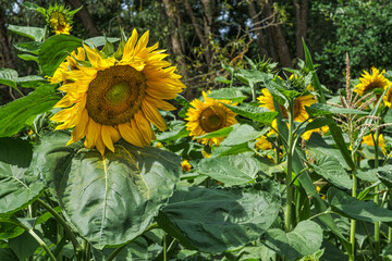 Close-up of gorgeous yellow sunflowers on a sunny summer day