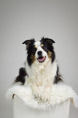 photo of dog in photo studio on white color. white background in photo studio with dog.	
