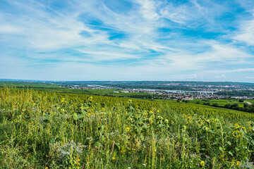 View over the vineyards down into the Rhine Valley near Oestrich-Winkel