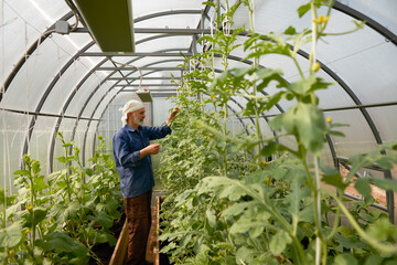 Vertical growing of watermelons and melons in a greenhouse. Adult man at work with watermelon vines.