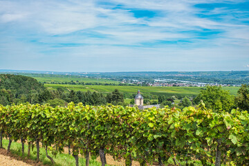 View over the vineyards down into the Rhine Valley near Oestrich-Winkel