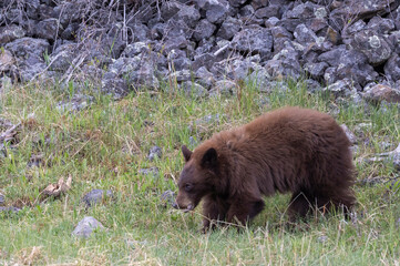 Black Bear Cub in Springtime in Yellowstone National Park Wyoming