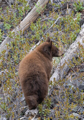 Black Bear Cub in Springtime in Yellowstone National Park Wyoming