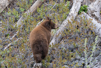 Black Bear Cub in Springtime in Yellowstone National Park Wyoming