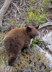 Black Bear Cub in Springtime in Yellowstone National Park Wyoming