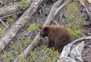 Black Bear Cub in Springtime in Yellowstone National Park Wyoming