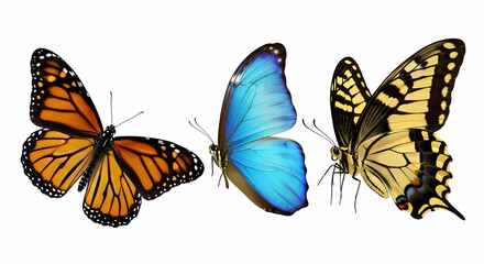 Monarch, Blue Morpho, and Swallowtail Butterflies: Vibrant Wings on White Background