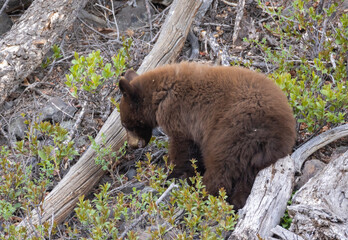 Black Bear Cub in Springtime in Yellowstone National Park Wyoming