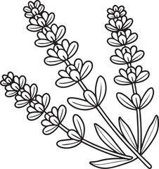 Lavender Floral Vector with Purple Blooms for Relaxation Scents and Botanical Themes