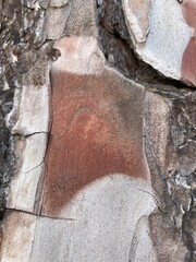 Textura de madera