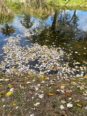 Obraz premium Hojas secas en el lago