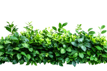 Fototapeta premium Vibrant green leafy plants nature setting close-up view lush environment for gardening ideas isolated on transparent background