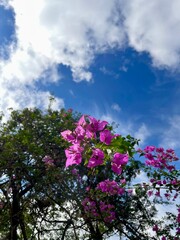 Bougainvilla glabra Choisy