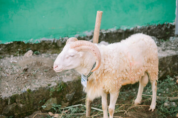 Tranquil ram with impressive horns poses in a rural farm setting