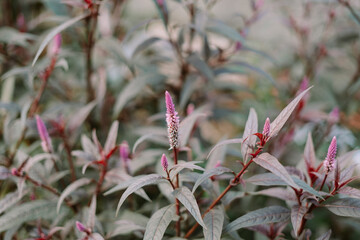 Celosia Argentea in Bloom, A Detailed Botanical Exploration