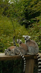 Three ring-tailed lemurs (Lemur catta) resting on a wooden fence surrounded by lush green foliage. Wildlife photography capturing the social behavior and natural habitat of these charismatic primates.