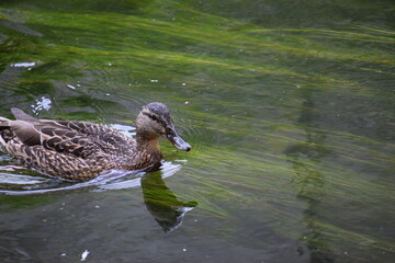 ducks in the pond ....