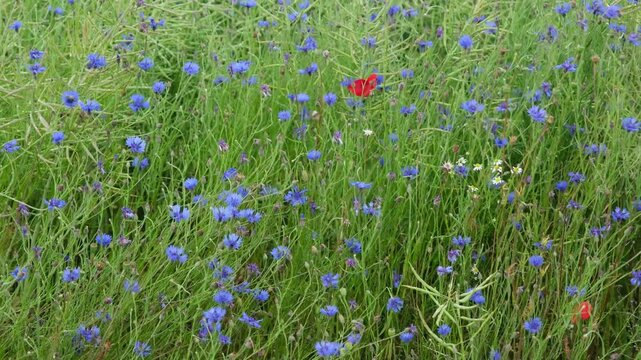 Windiges Wetter im Fr&uuml;hling, eine wild gewachsene gemischte Blumenwiese in der Schweiz im Fr&uuml;hling