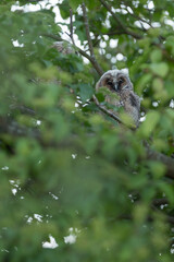 Juvenile long eared owl