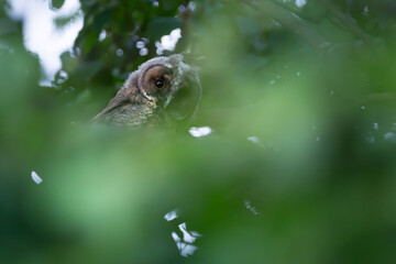 Juvenile long eared owl