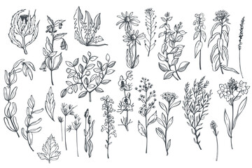 Hand-drawn wild medicinal herbs set.  Vector sketch  illustration.