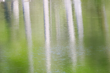 Trees are reflected in the pond, water surface with tree trunks in the reflection, trees are reflected in the water, gray lines in the lake, light waves, green colors on the lake