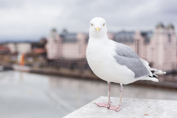 European gull in front of the  cityscape of Oslo