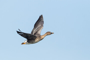 Flying bean goose