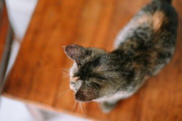 Curious calico cat looking upwards on wooden surface with copy space