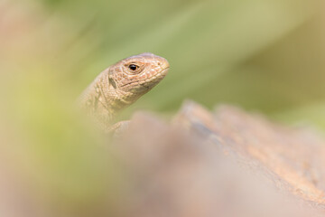 Sand lizard lying on a stone