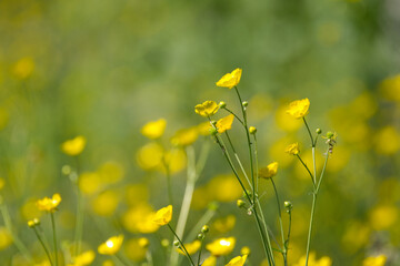 Fototapeta premium buttercups in spring, idyllic landscape with yellow flowers, a meadow full of buttercups, buttercups in full bloom, sunshine in the meadow, meadow with yellow flowers, Ranunculus