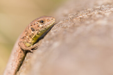 Sand lizard lying on a stone