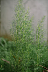 Vertical greenery backdrop featuring wispy foliage and blurred ambience