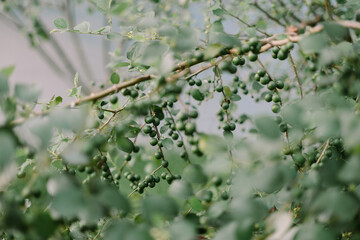 Unripe fruits and green foliage in soft light, orchard detail shot