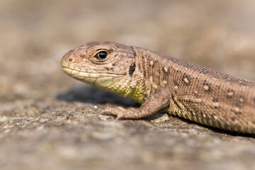 Sand lizard lying on a stone