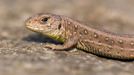 Sand lizard lying on a stone
