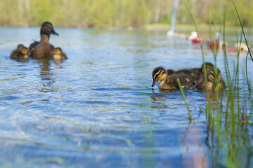 mallard ducklings swimming on a lake